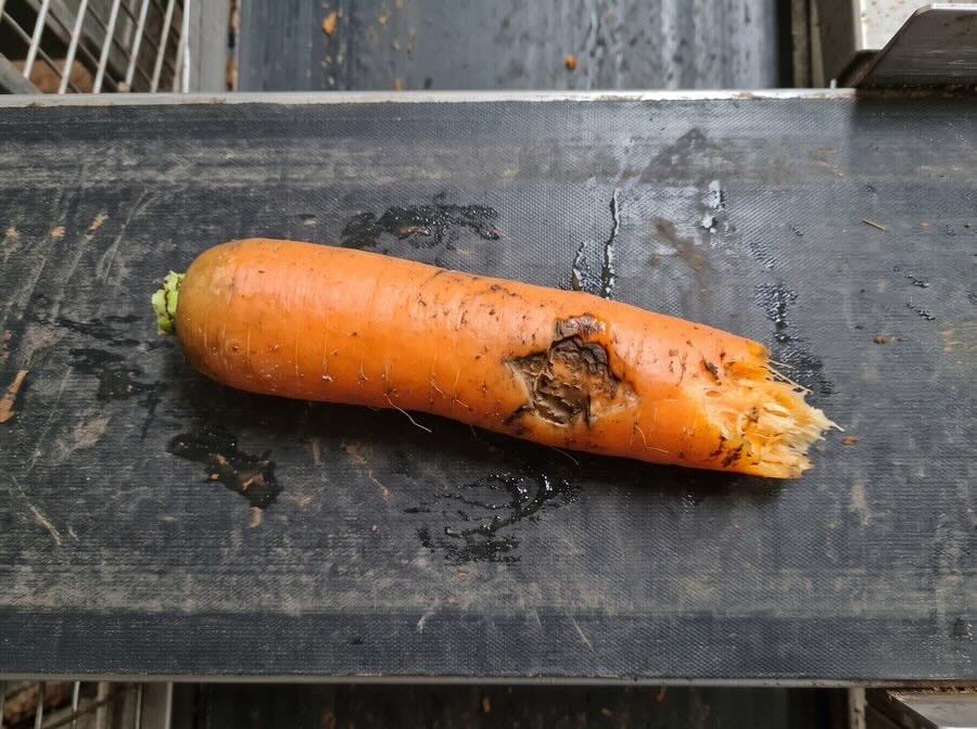 Does the carrot have two legs - Carrot A