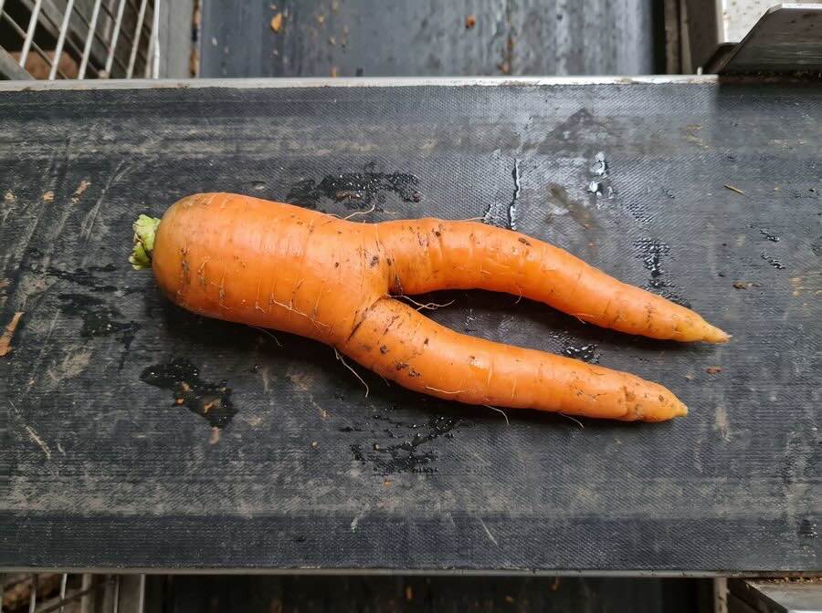 Does the carrot have two legs - Carrot A